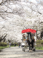 桜トンネルと観光馬車
