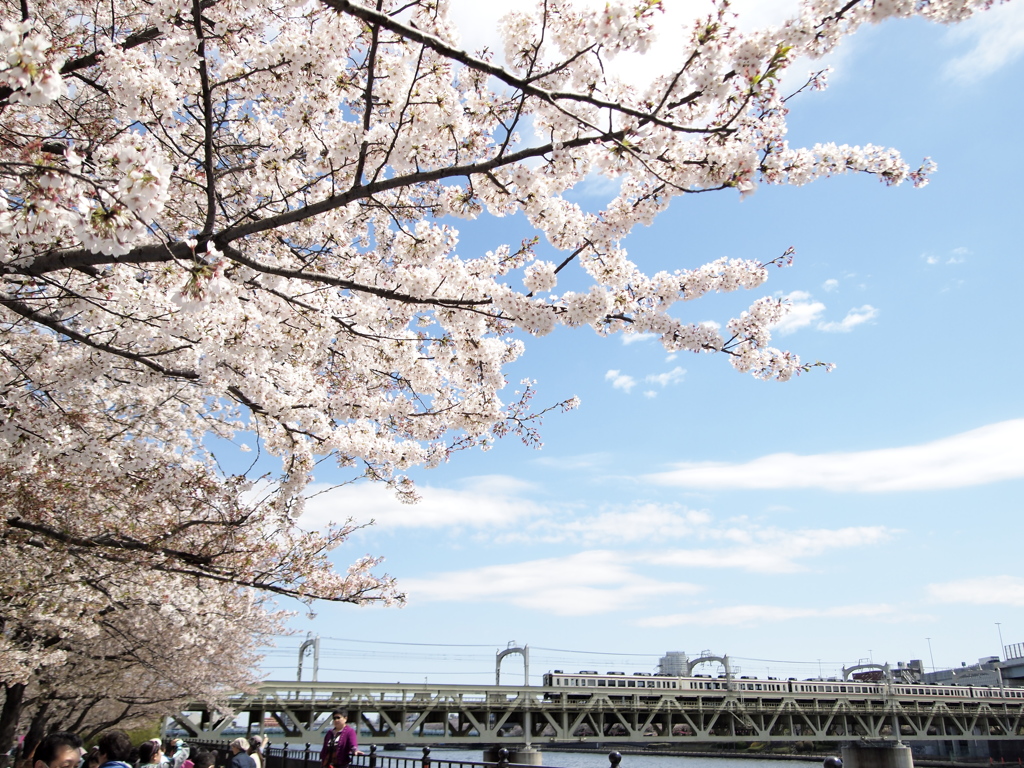 晴れた日の桜と鉄道
