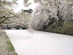 水面に浮かぶ桜の絨毯