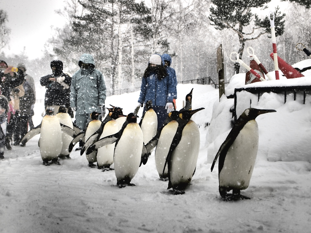 冬の旭山動物園のヒーロー達がゆく！