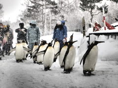 冬の旭山動物園のヒーロー達がゆく！