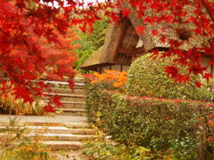 直指庵の紅葉