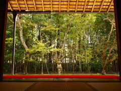 京都・高桐院の庭園