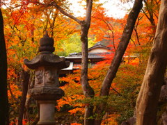 直指庵の紅葉