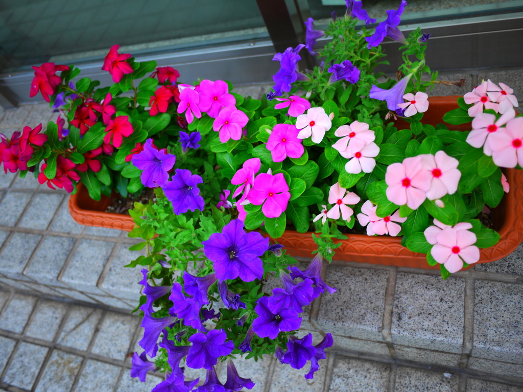 花壇
