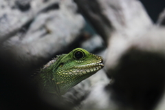 Lens