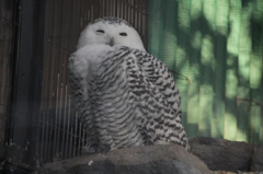 寝ぼけ眼