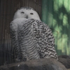 寝ぼけ眼