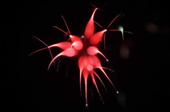 RHAPSODY IN RED