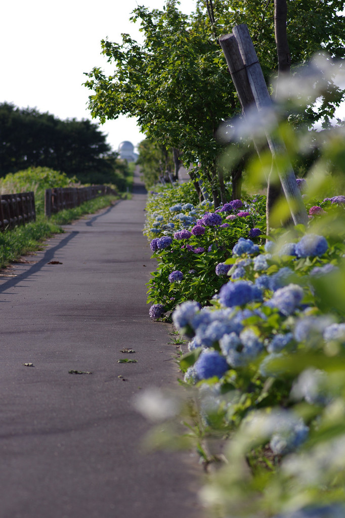 晩夏の紫陽花