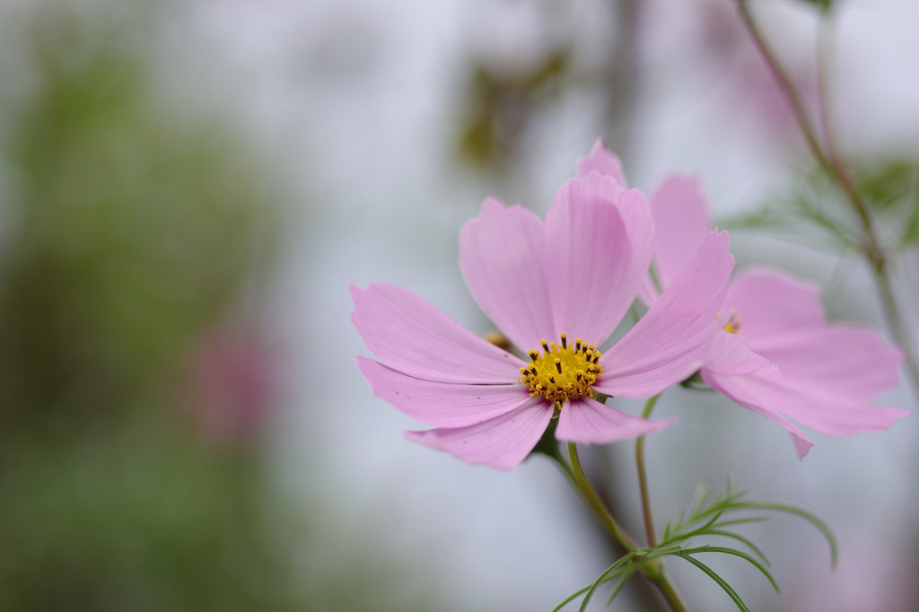 ほのか秋桜
