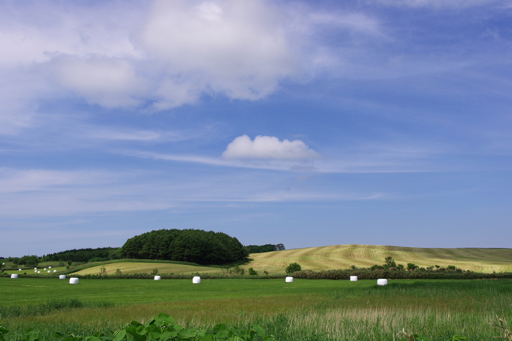 牧草畑