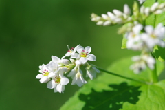 蕎麦の花