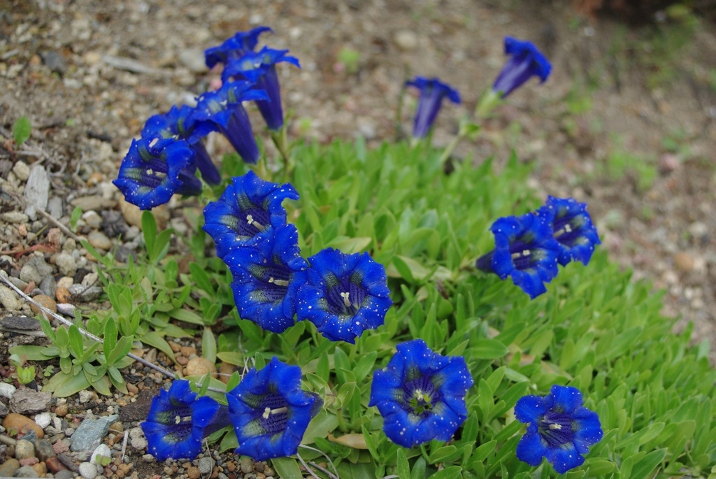 蒼い花