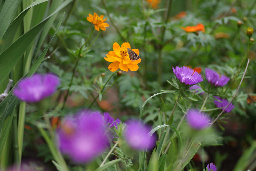 キバナコスモス