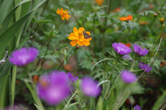 キバナコスモス