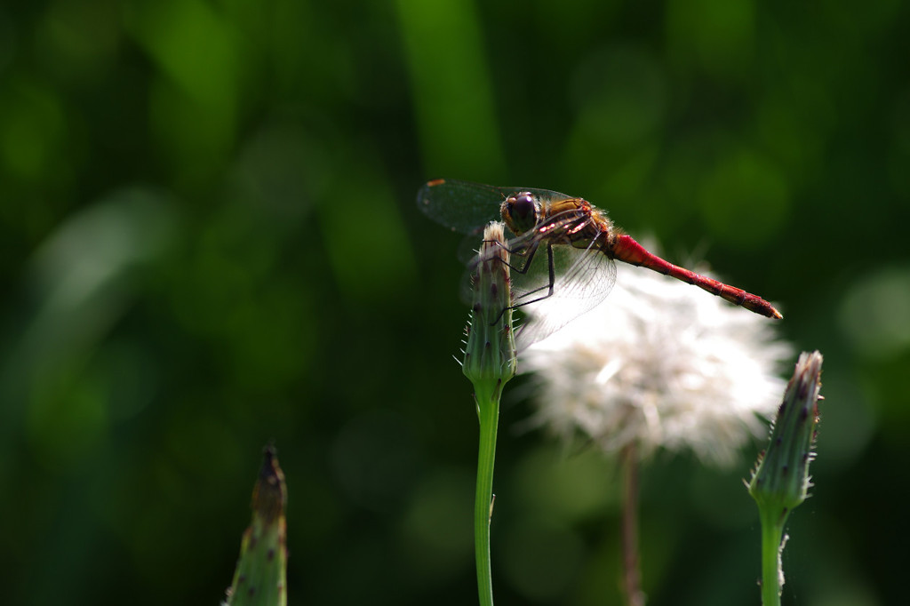 赤とんぼ