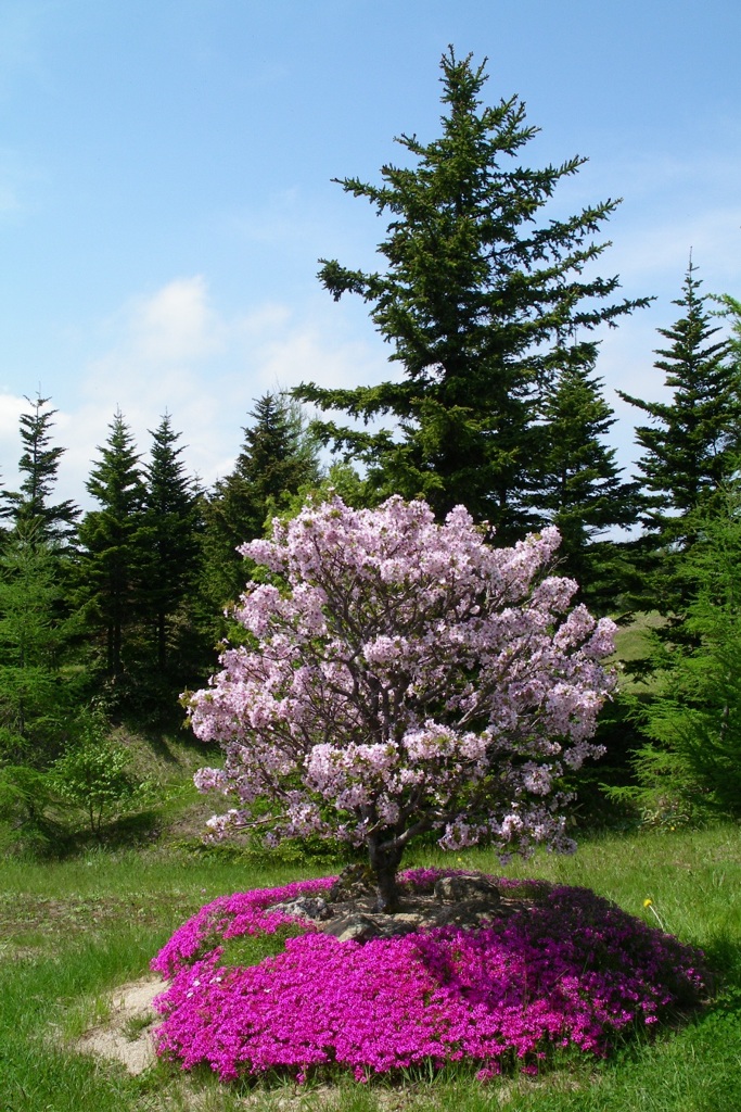 6月の桜