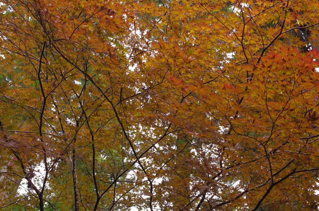 季節外れの紅葉