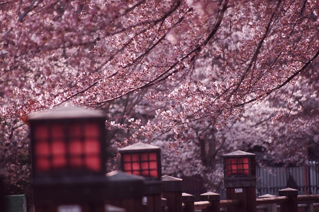 桜道