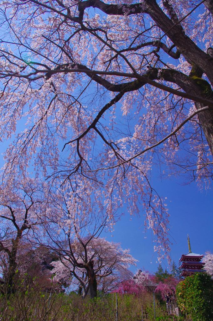 桜滝