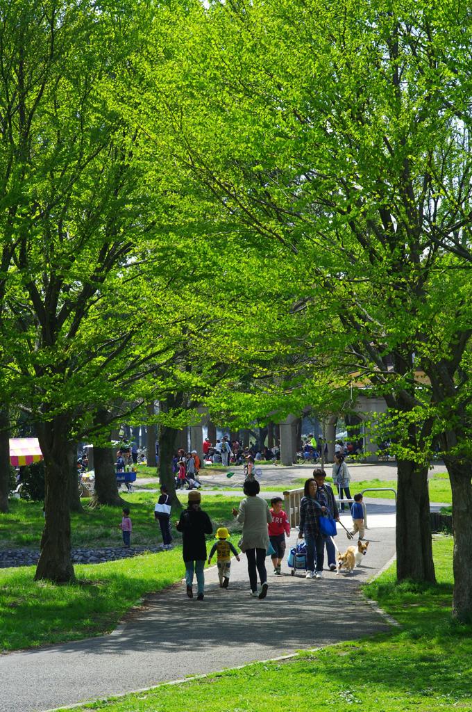 新緑の公園