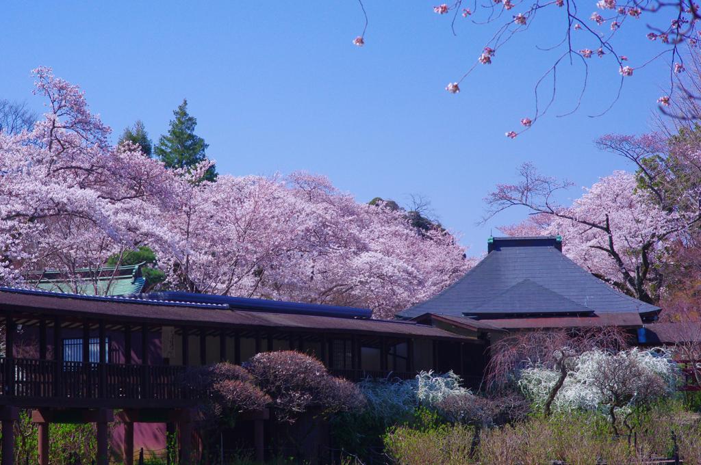 本土寺の春