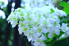 花嫁のブーケ