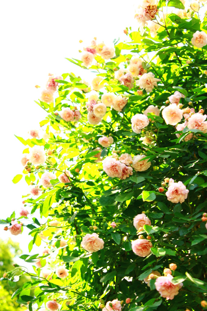 garden1
