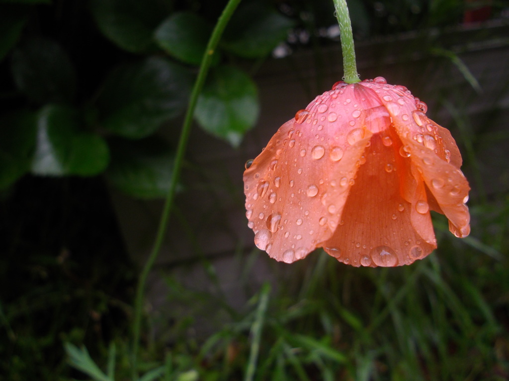 雨アガリ