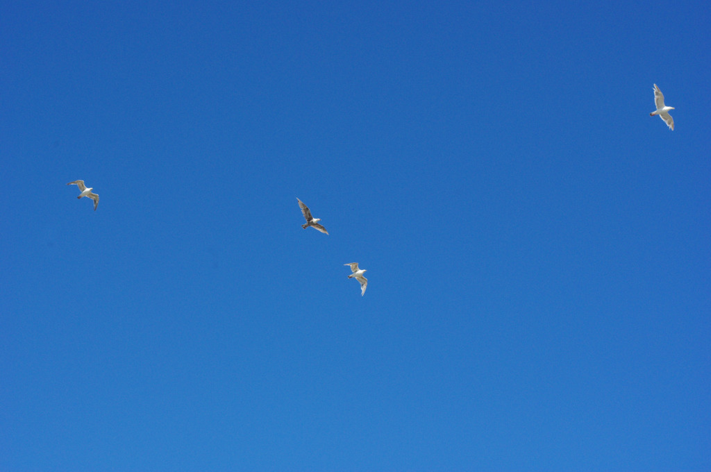 fly!