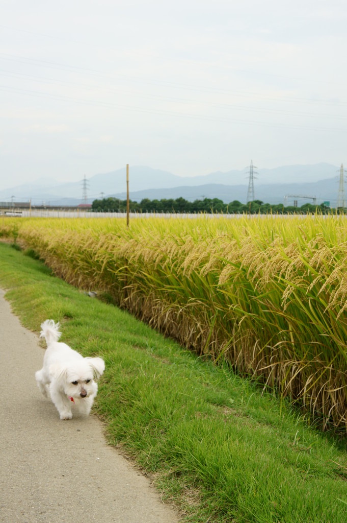 秋が来た