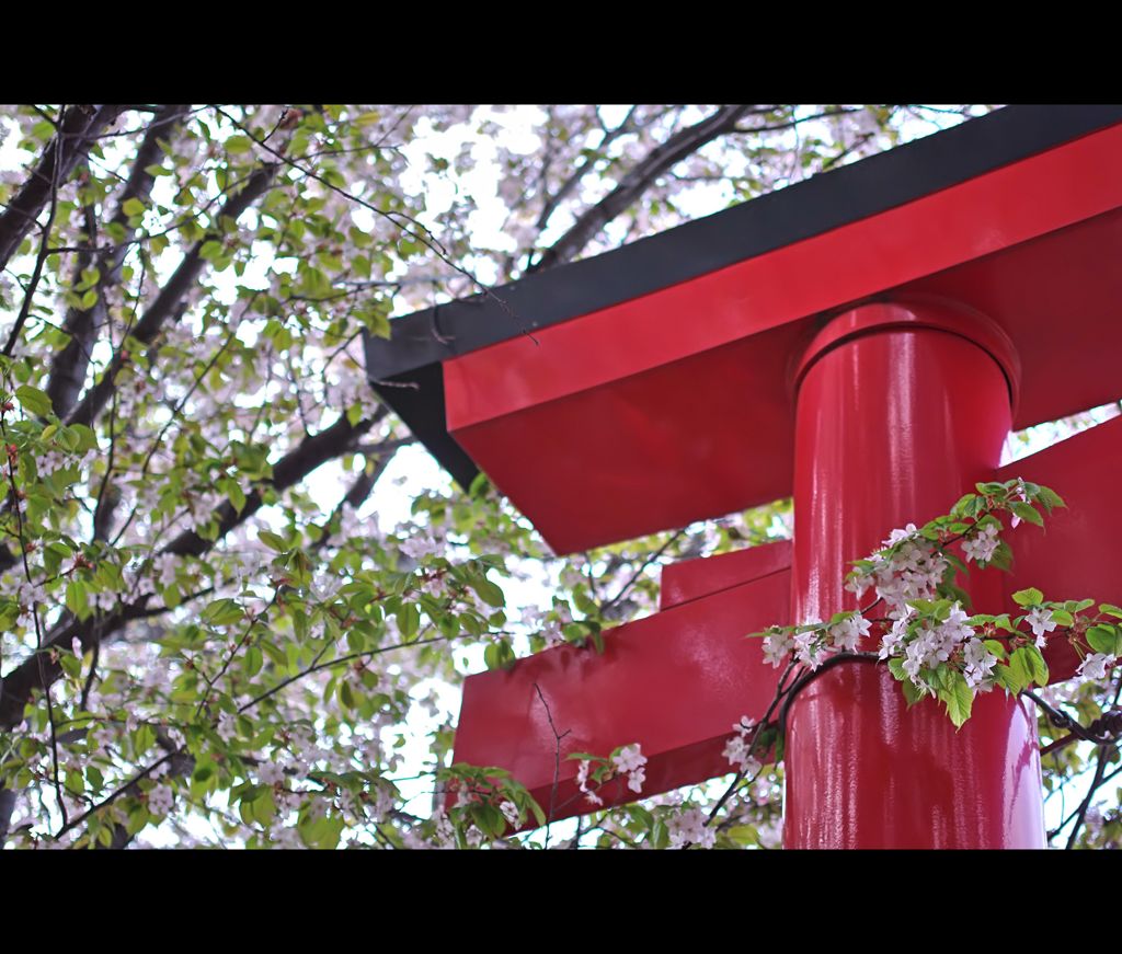 白い桜