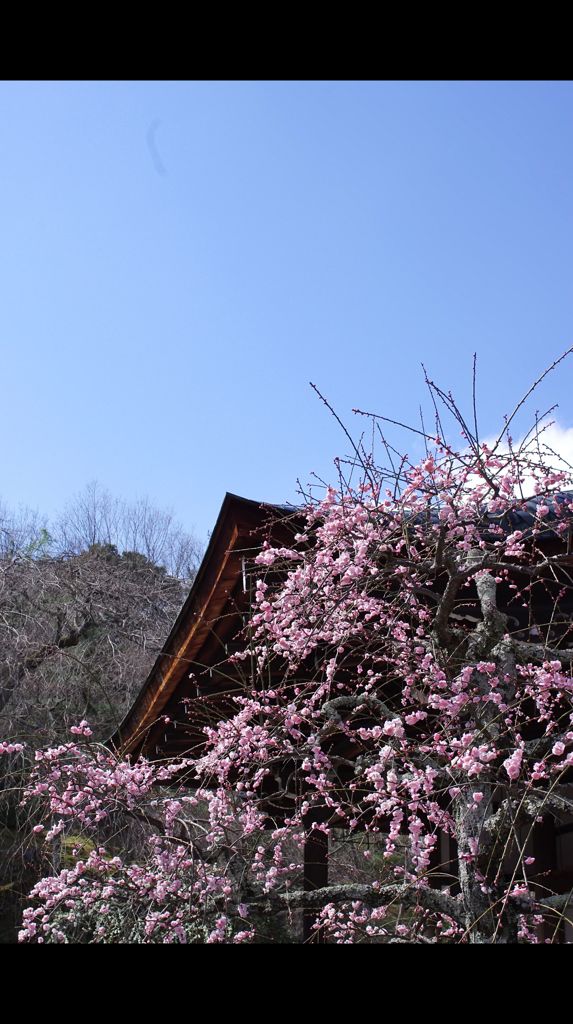 蒼空天龍寺