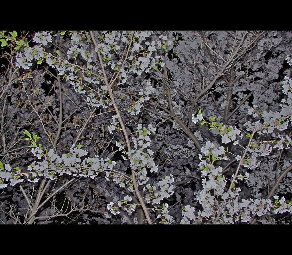 夜桜2