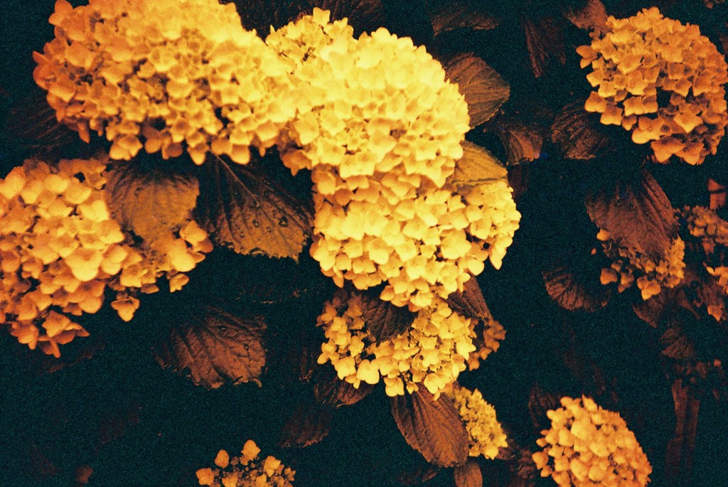 紫陽花