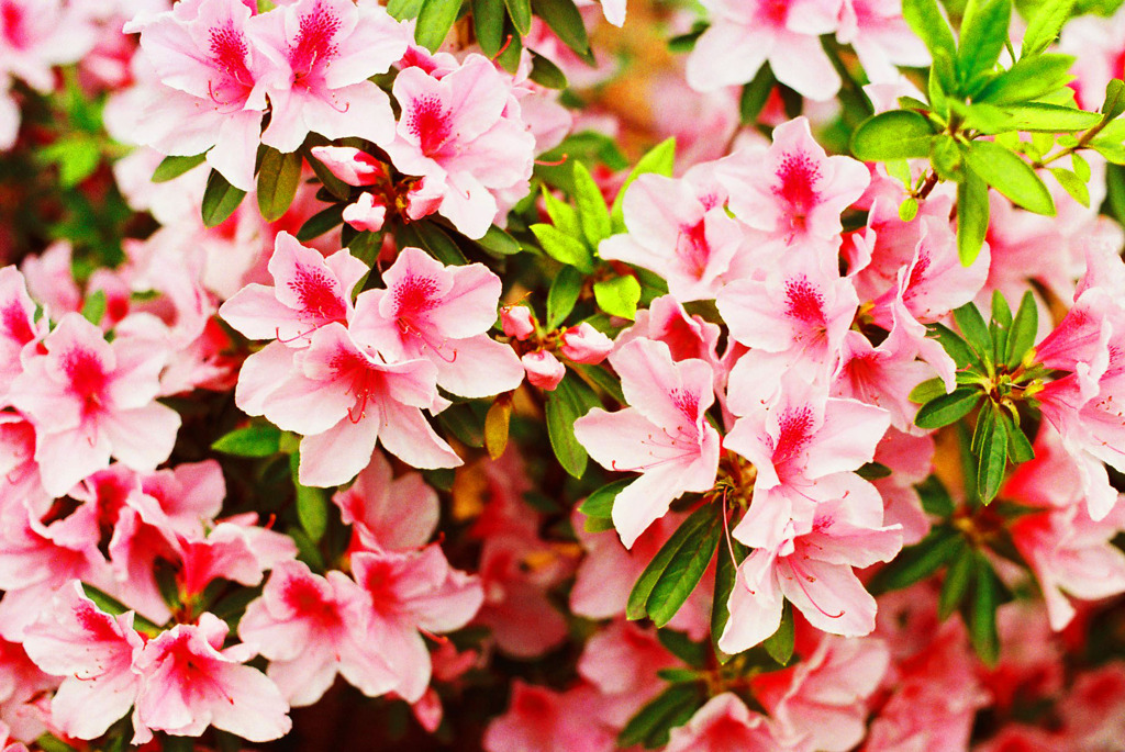 Azalea