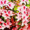 Azalea