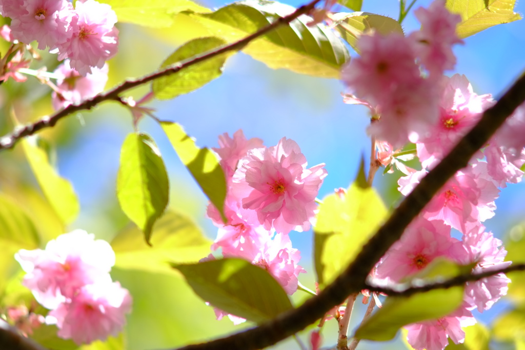 6月の桜