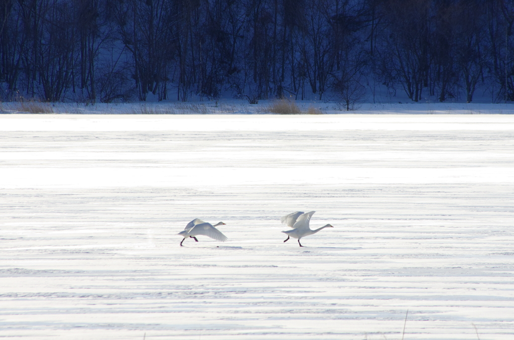 Swan Lake