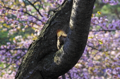 花よりクルミ？