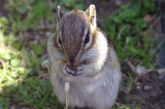 エゾシマリス２