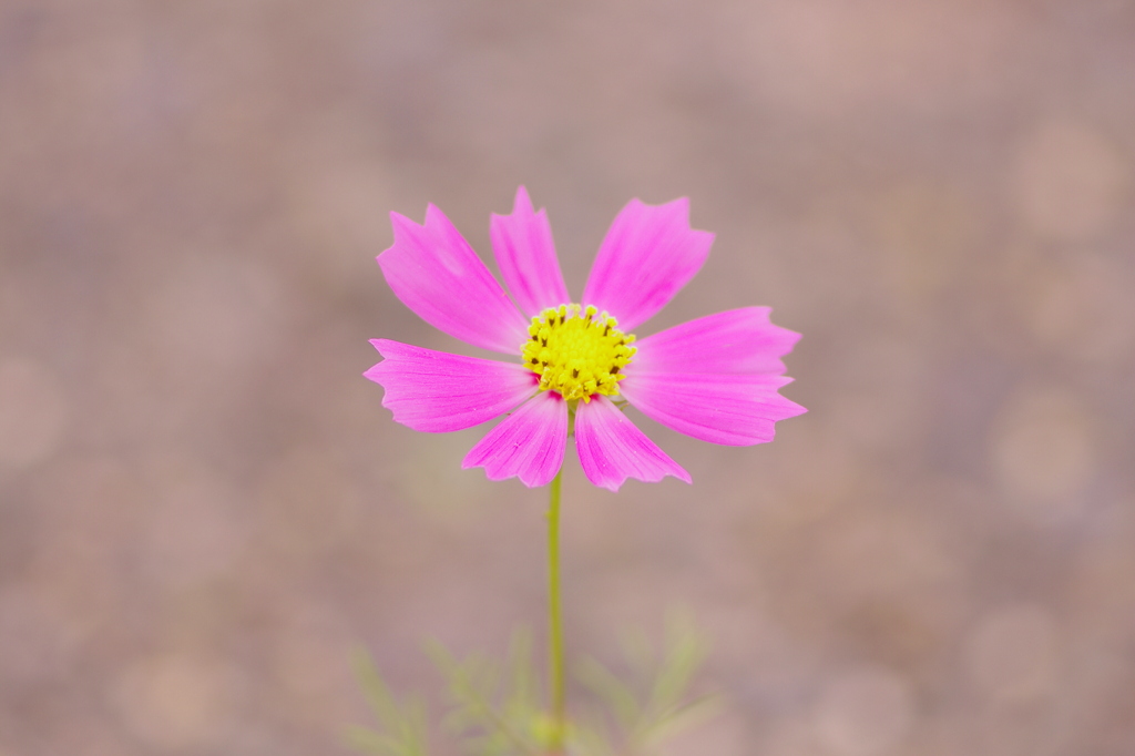 たった一輪