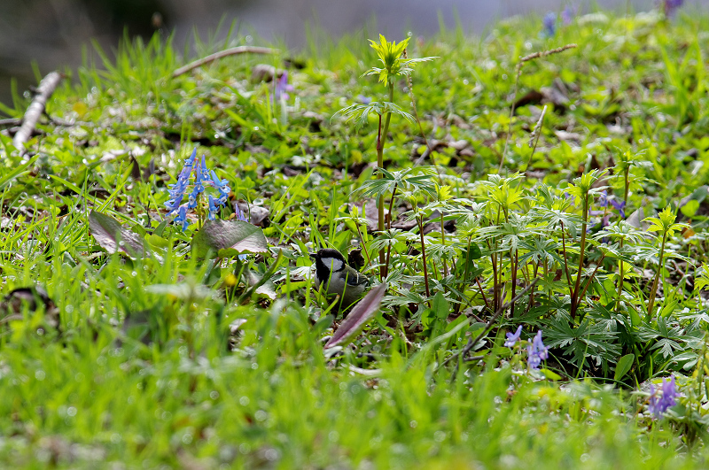 小さなお花見？