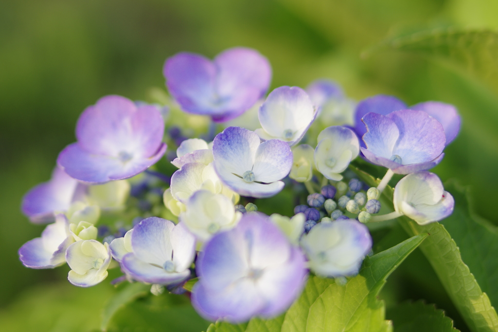 晩夏の紫陽花