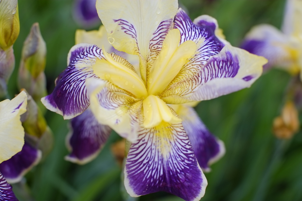 菖蒲