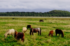 濤沸(トウフツ）湖の馬たち