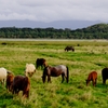 濤沸(トウフツ）湖の馬たち