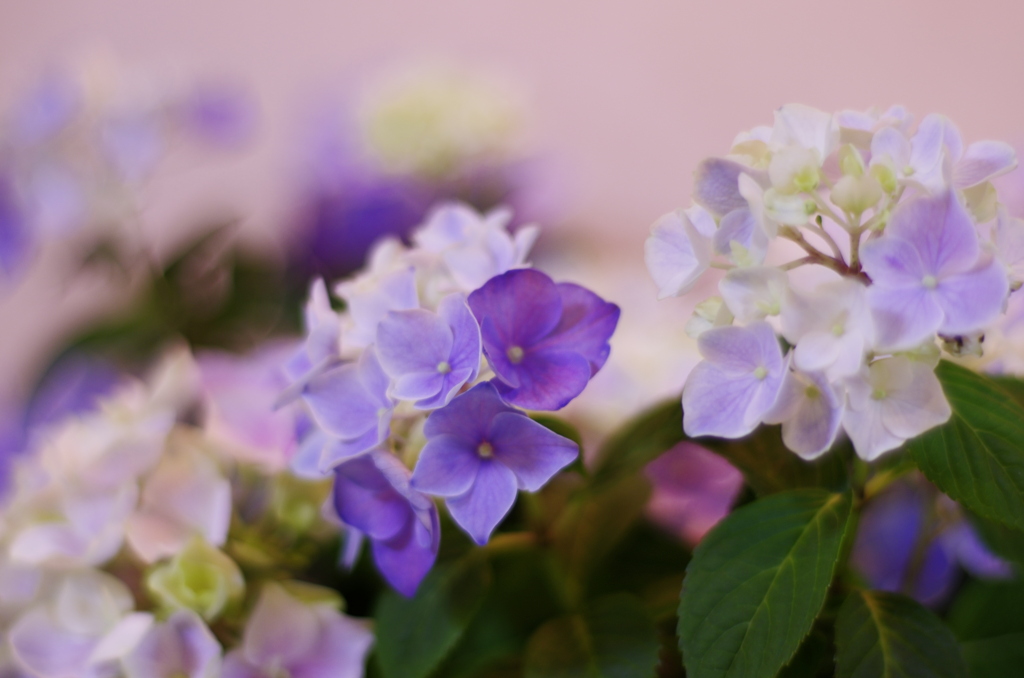 小さい紫陽花