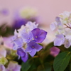小さい紫陽花